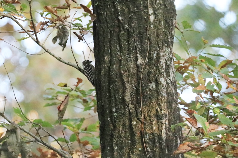 山麓の野鳥たち♪_a0167759_0131544.jpg