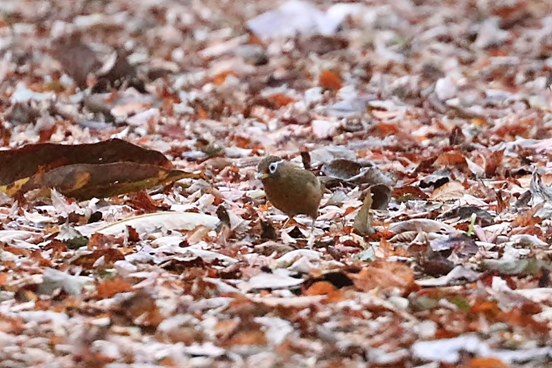 山麓の野鳥たち♪_a0167759_0161225.jpg