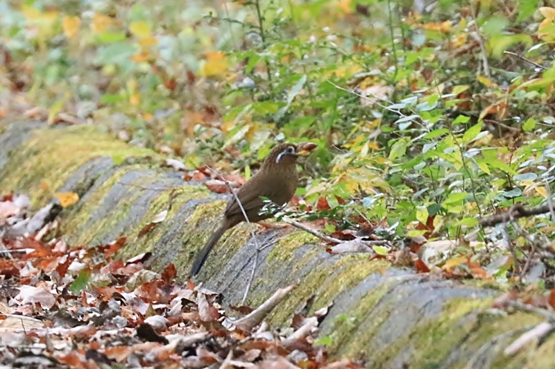 山麓の野鳥たち♪_a0167759_0174411.jpg