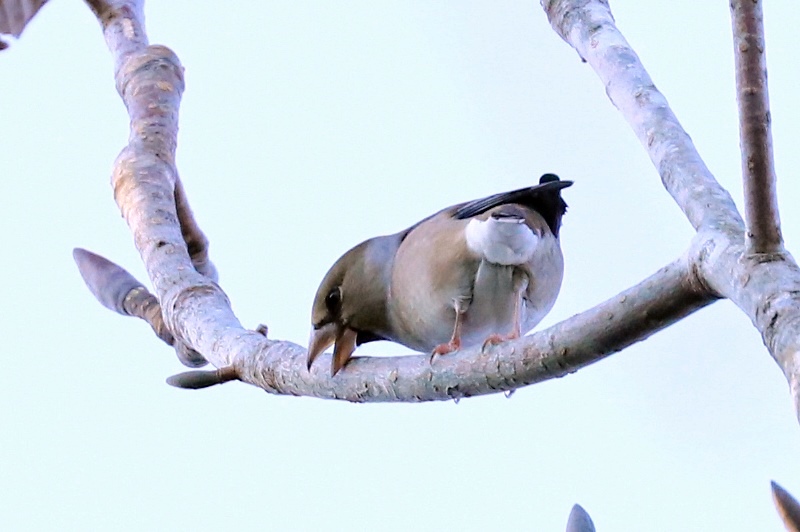 山麓の野鳥たち♪_a0167759_091533.jpg