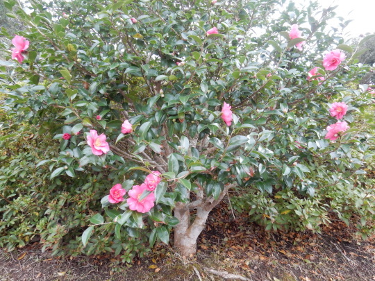 ’17,11,15(水)サザンカの咲く公園とチーズフォンデュ!_f0060461_10445358.jpg