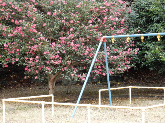 ’17,11,15(水)サザンカの咲く公園とチーズフォンデュ!_f0060461_10463583.jpg