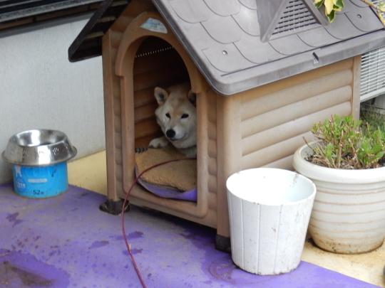’17,11,15(水)サザンカの咲く公園とチーズフォンデュ!_f0060461_10495031.jpg