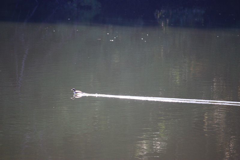 万願寺の森で探鳥会　2017/11/13_a0020763_04025317.jpg