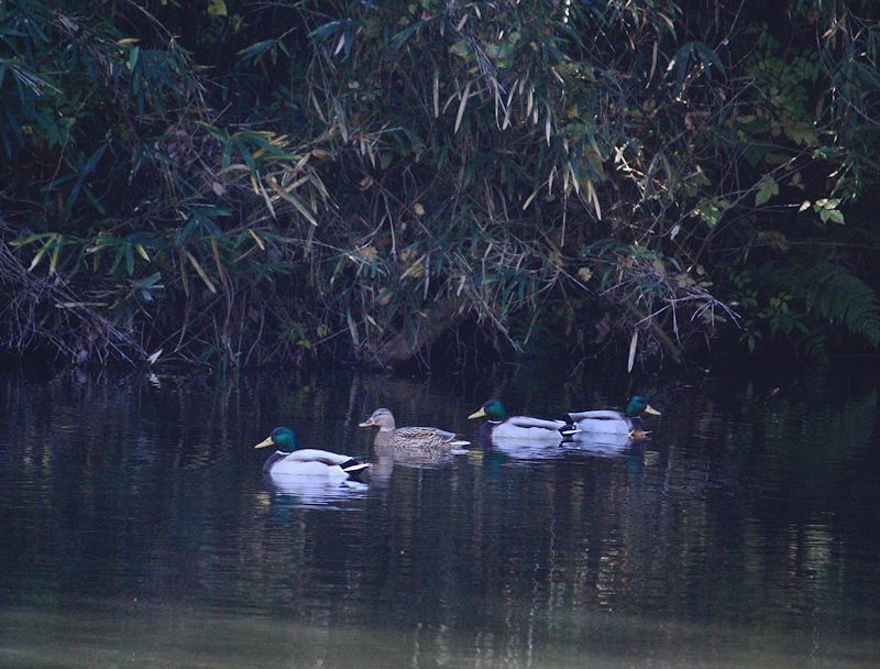 万願寺の森で探鳥会　2017/11/13_a0020763_04053142.jpg