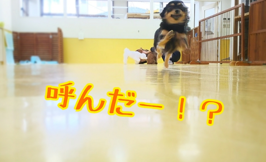 今日のドッグラン🏃🏃💨_f0357682_15313724.jpg