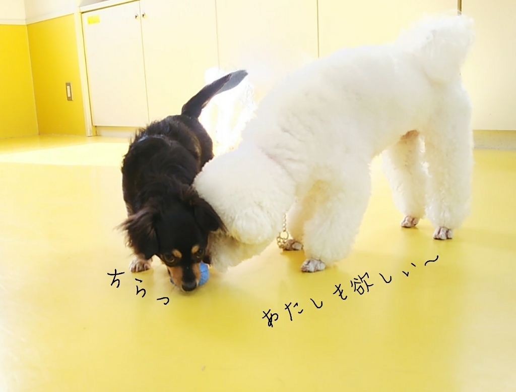 今日のドッグラン🏃🏃💨_f0357682_15314261.jpg