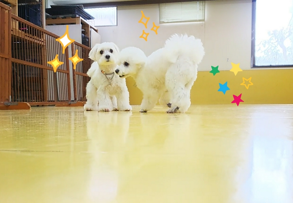 今日のドッグラン🏃🏃💨_f0357682_15314595.jpg