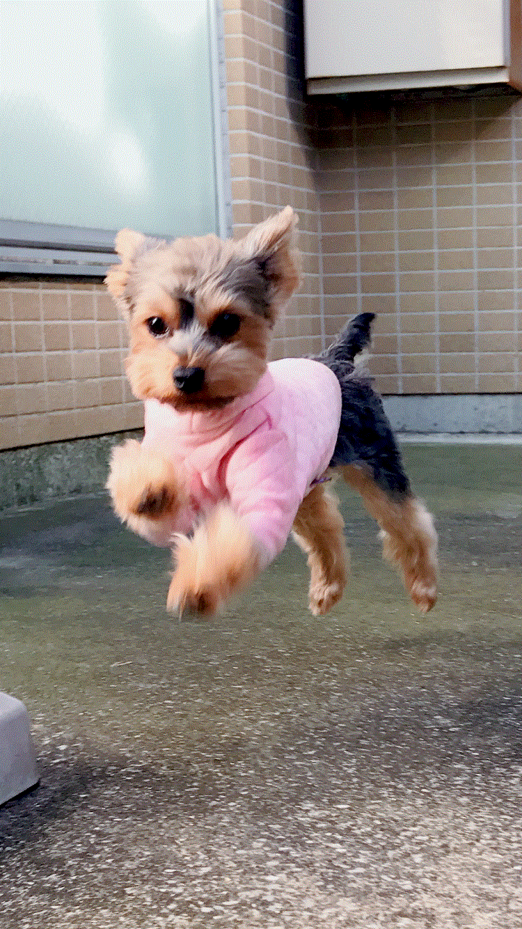 f0366582_14444688.gif