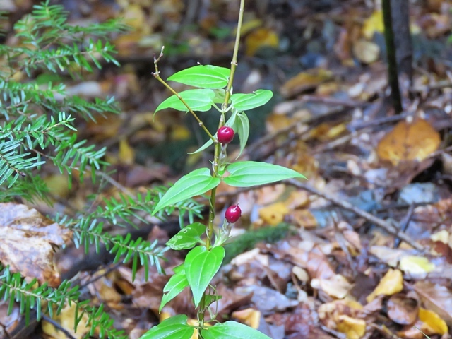 f0357487_20192390.jpg