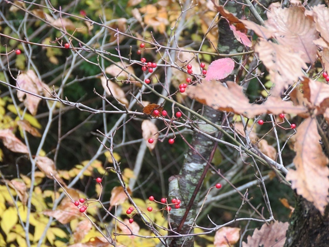 f0357487_20214253.jpg