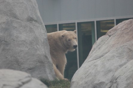 Assiniboine Park Zoo 【Journey to Churchill】②_f0297893_15354961.jpg