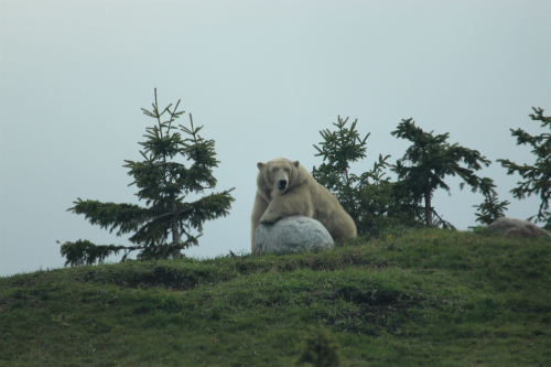 Assiniboine Park Zoo 【Journey to Churchill】②_f0297893_16570456.jpg