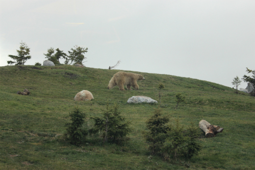 Assiniboine Park Zoo 【Journey to Churchill】②_f0297893_16584315.jpg