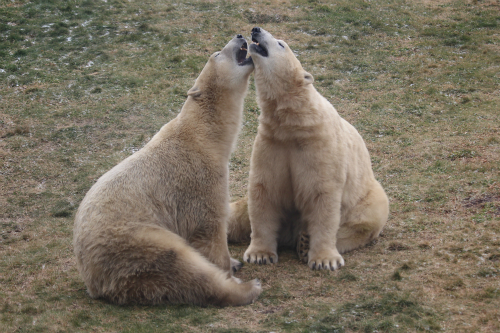 Assiniboine Park Zoo 【Journey to Churchill】②_f0297893_16590425.jpg