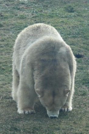 Assiniboine Park Zoo 【Journey to Churchill】②_f0297893_16592354.jpg