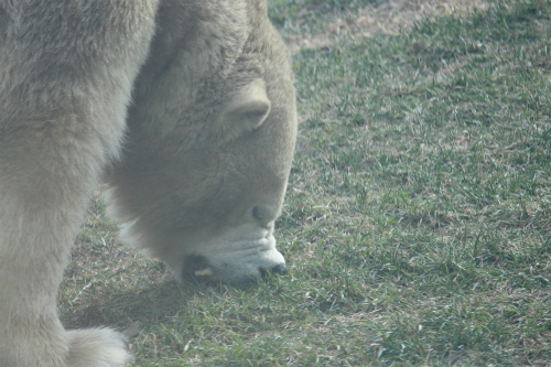 Assiniboine Park Zoo 【Journey to Churchill】②_f0297893_16593416.jpg