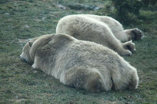 Assiniboine Park Zoo 【Journey to Churchill】②_f0297893_16594359.jpg