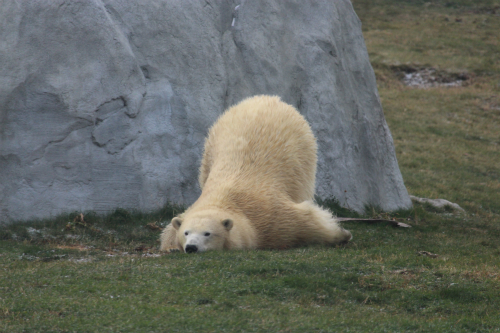 Assiniboine Park Zoo 【Journey to Churchill】②_f0297893_17001306.jpg