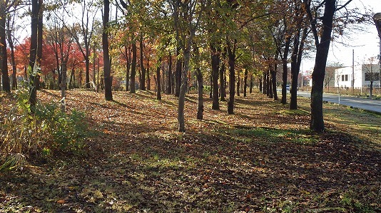 c0336902_17305737.jpg