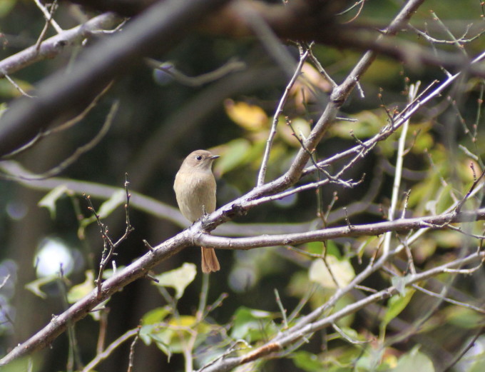 埼玉中部　　                       ジョウビタキ雌2017/11/15①_d0251807_07525317.jpg