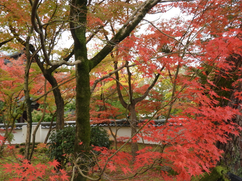 永観堂　紅葉が盛り_e0048413_22422506.jpg