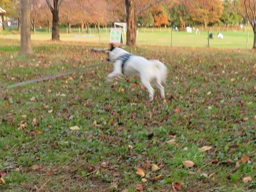 c0084117_20101623.jpg