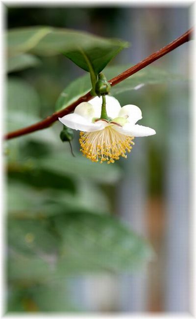 晩秋の境内 茶の花 Less Is More