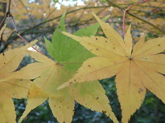 f0334143_7594114.jpg
