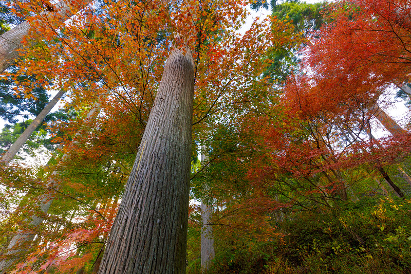 京都の紅葉2017 三千院（金色不動堂～奥の院　編）_f0155048_2246178.jpg