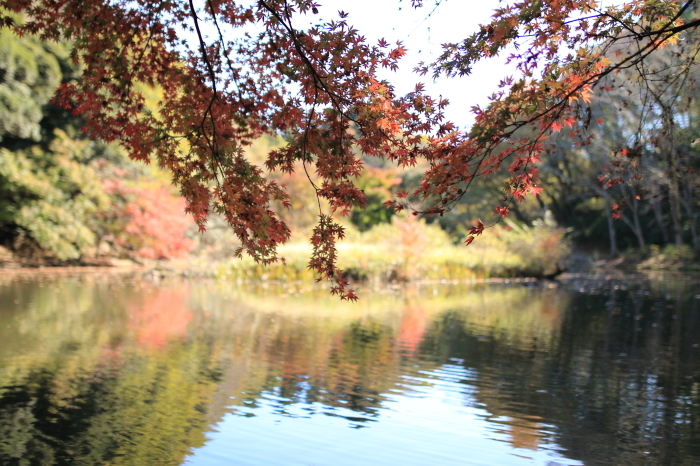 泉自然公園の紅葉狩り①_d0168652_18100580.jpg