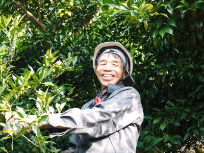 平成29年度の冬至の「柚子風呂」用柚子(ゆず)ご予約承り中!数量限定につき、お急ぎください!_a0254656_17214396.jpg