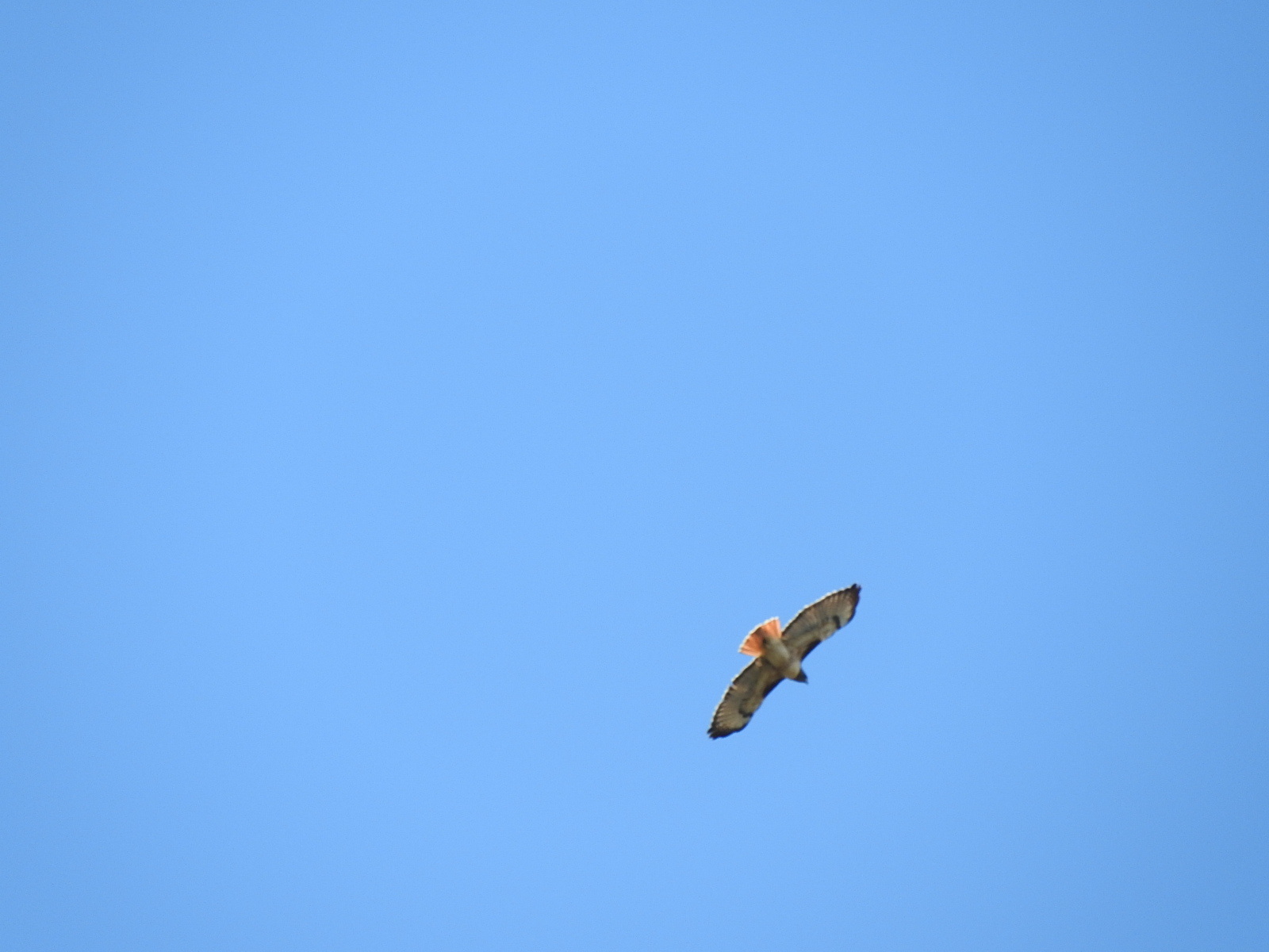 Red-tailed Hawk　（アカオノスリ）_c0115366_21391942.jpg
