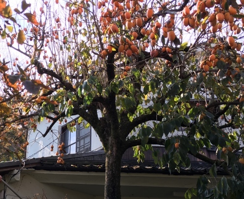 c0225169_20463111.jpeg