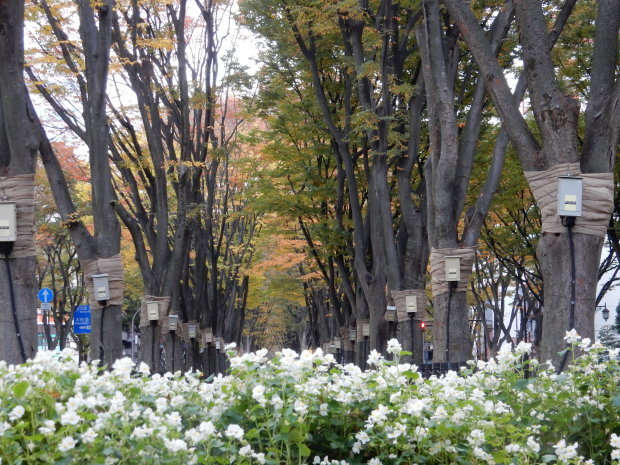 早朝紅葉狩り⑤_e0355177_16095398.jpg