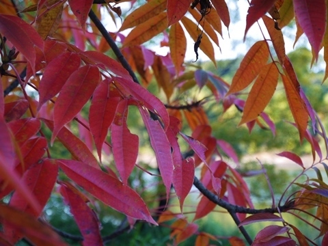 師走の寒さと紅葉“第ニ章”_a0147281_16394280.jpg