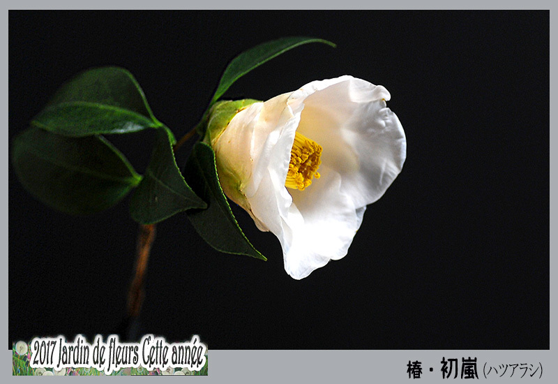 花たち 椿 初嵐 ハツアラシ デジカメ散歩写真 花たち 椿 初嵐 ハツアラシ デジカメ散歩写真