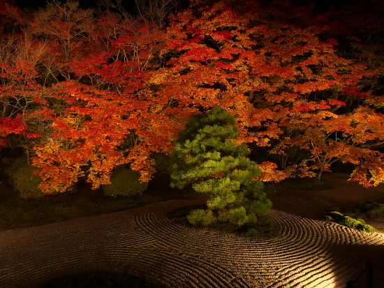 紅葉めぐり2017～天授庵～(11/15)_d0026589_00090990.jpg