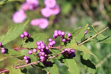 水仙開花_e0354596_11592426.jpg