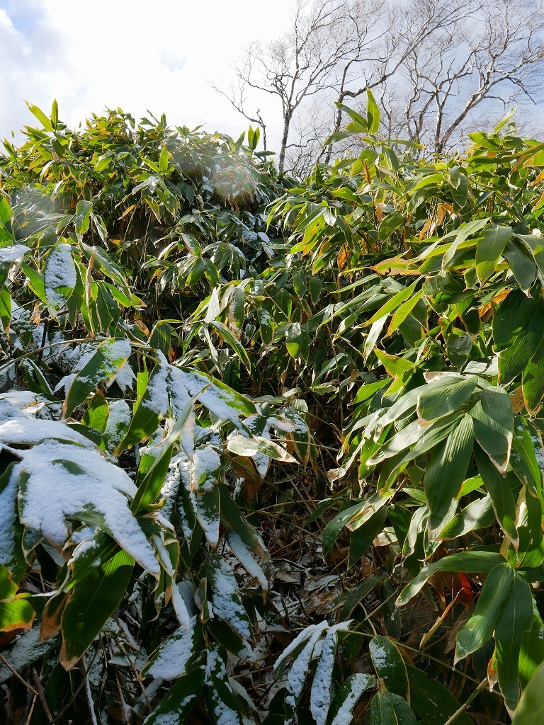 イチャンコッペ山と幌平山、2017.11.16_f0138096_18230727.jpg