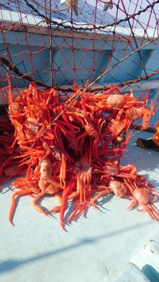 イベントに親不知の鮮魚、カニを!_d0235898_22290400.jpg