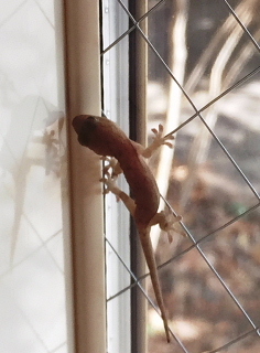 c0039501_13121164.jpeg