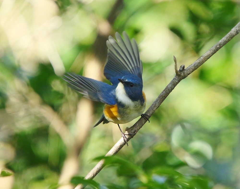 幸せを運ぶ青い鳥に会えました ぶらり探鳥 幸せを運ぶ青い鳥に会えました ぶらり探鳥