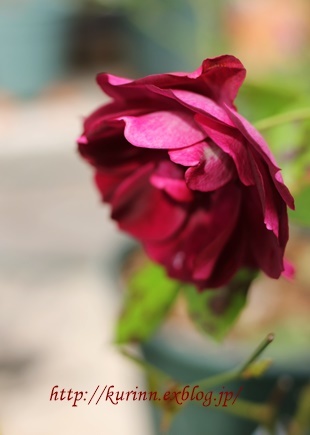 a0123003_21502445.jpg