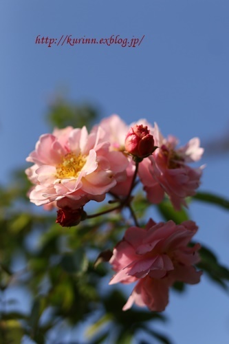 a0123003_21512336.jpg