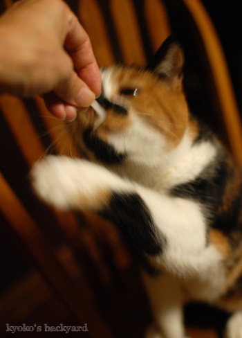 ライスヌードル、食べる?_b0253205_05062770.jpg