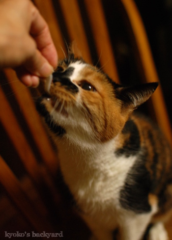 ライスヌードル、食べる?_b0253205_05063986.jpg