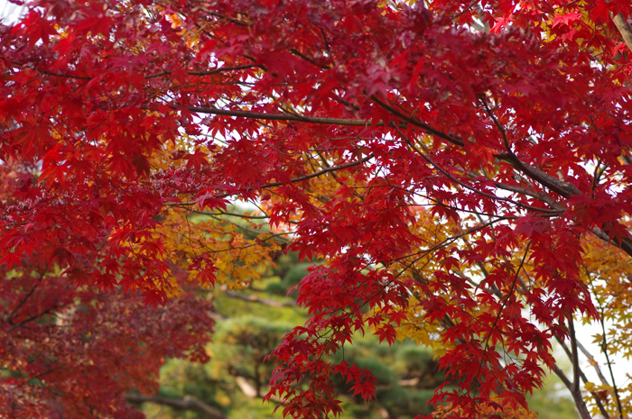 昭和記念公園　紅葉　２_b0151409_21582006.jpg