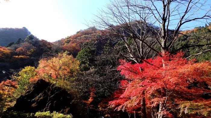 紅葉狩り2017年 ③ モミジライン＆妙義山11月12日(日)_b0290816_22552927.jpg