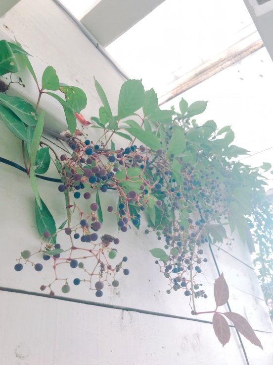 d0183522_10371072.jpeg